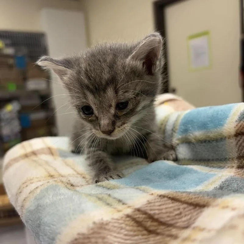A baby small-sized female Gray / Blue / Silver Domestic Short Hair cat named Kiwi for adoption in Bastrop, TX
