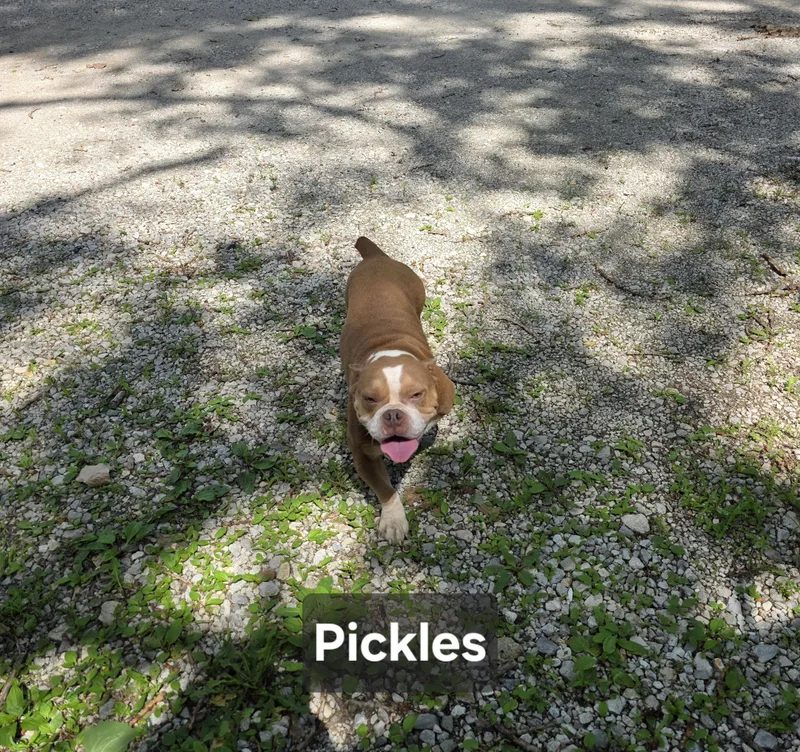 Pickles