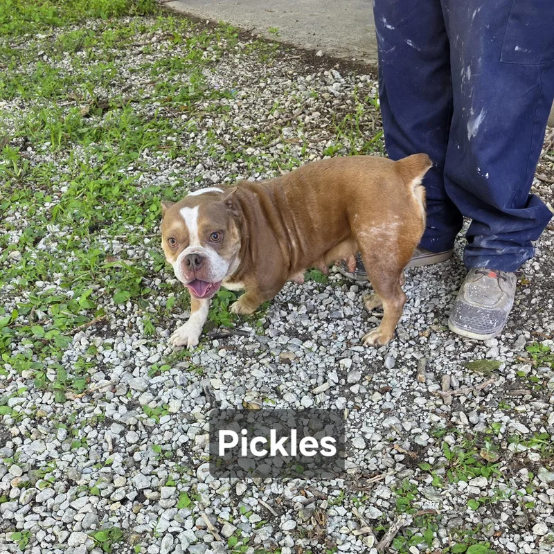 Pickles thumbnail 3
