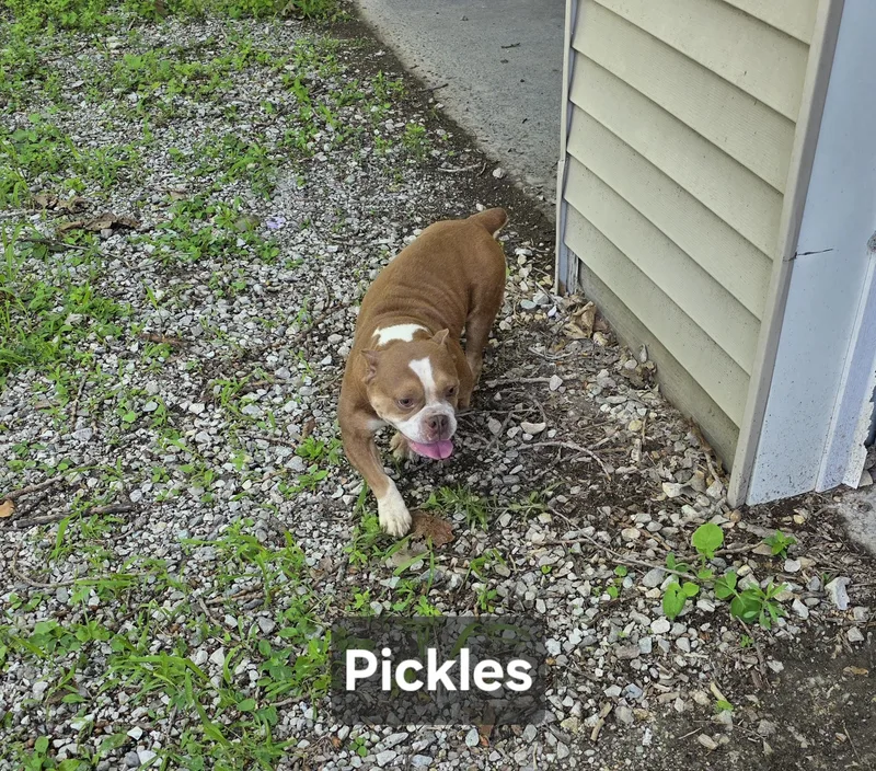 Pickles thumbnail 4