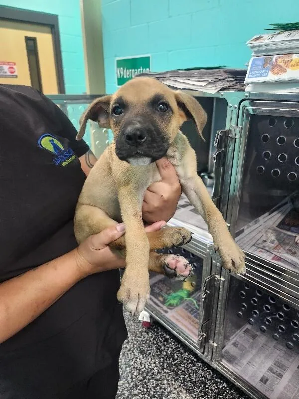 A young medium-sized female Brown / Chocolate Boxer dog named Rhianna for adoption in Jackson, TN