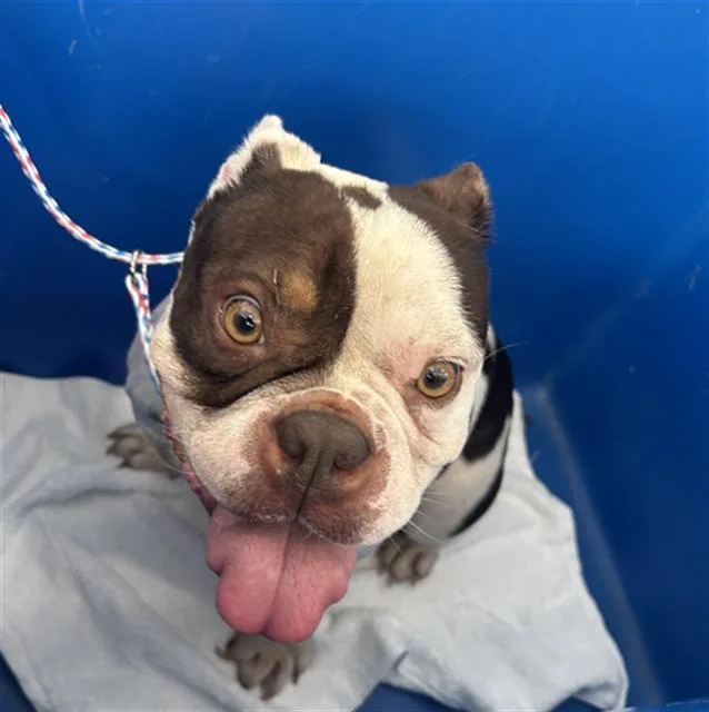 An adult medium-sized female Mixed Breed dog named Gojo for adoption in Dallas, TX