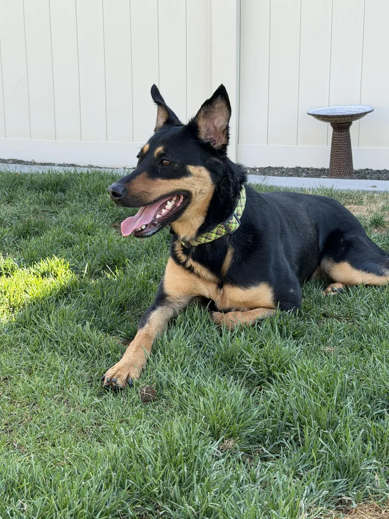 An adult medium-sized female Rottweiler dog named Roxy for adoption in Twin Falls, ID