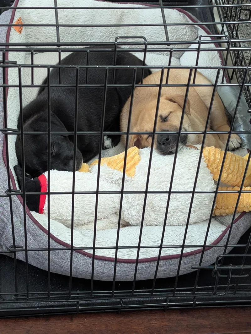 A baby medium-sized female Border Collie dog named Cocoa for adoption in Plano, TX