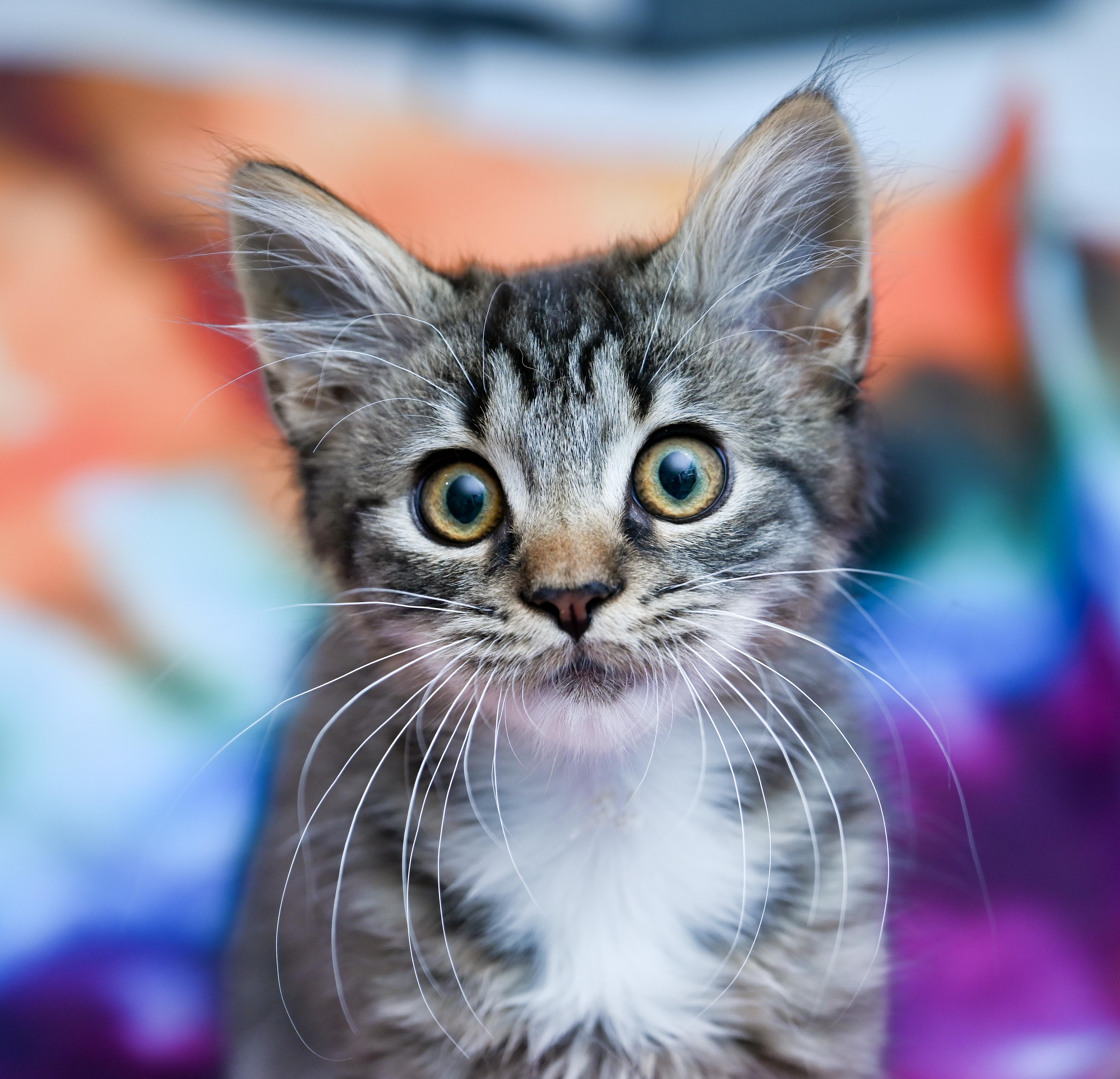 A baby medium-sized male Tabby (Brown / Chocolate) Domestic Medium Hair cat named Sir Crumpet for adoption in Chattanooga, TN