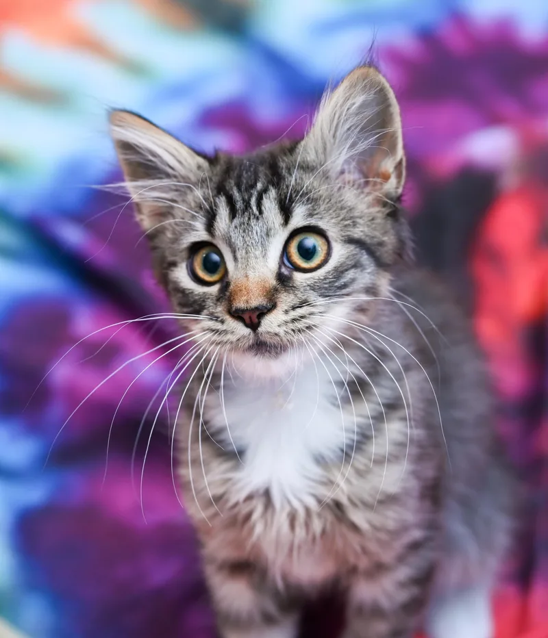 Sir Crumpet thumbnail 2