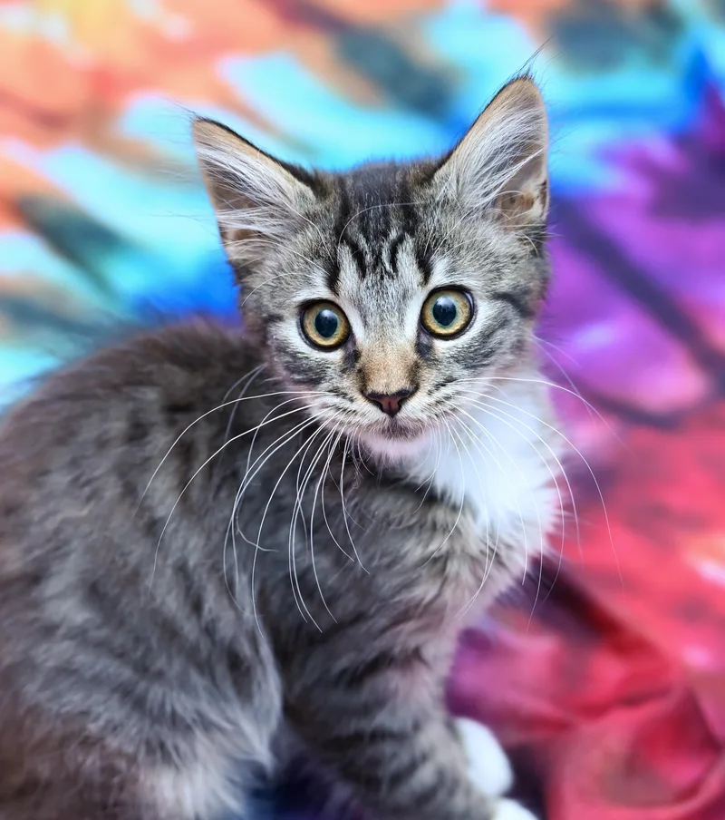 Sir Crumpet thumbnail 3