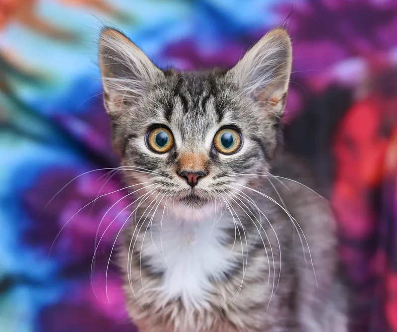 Sir Crumpet thumbnail 4