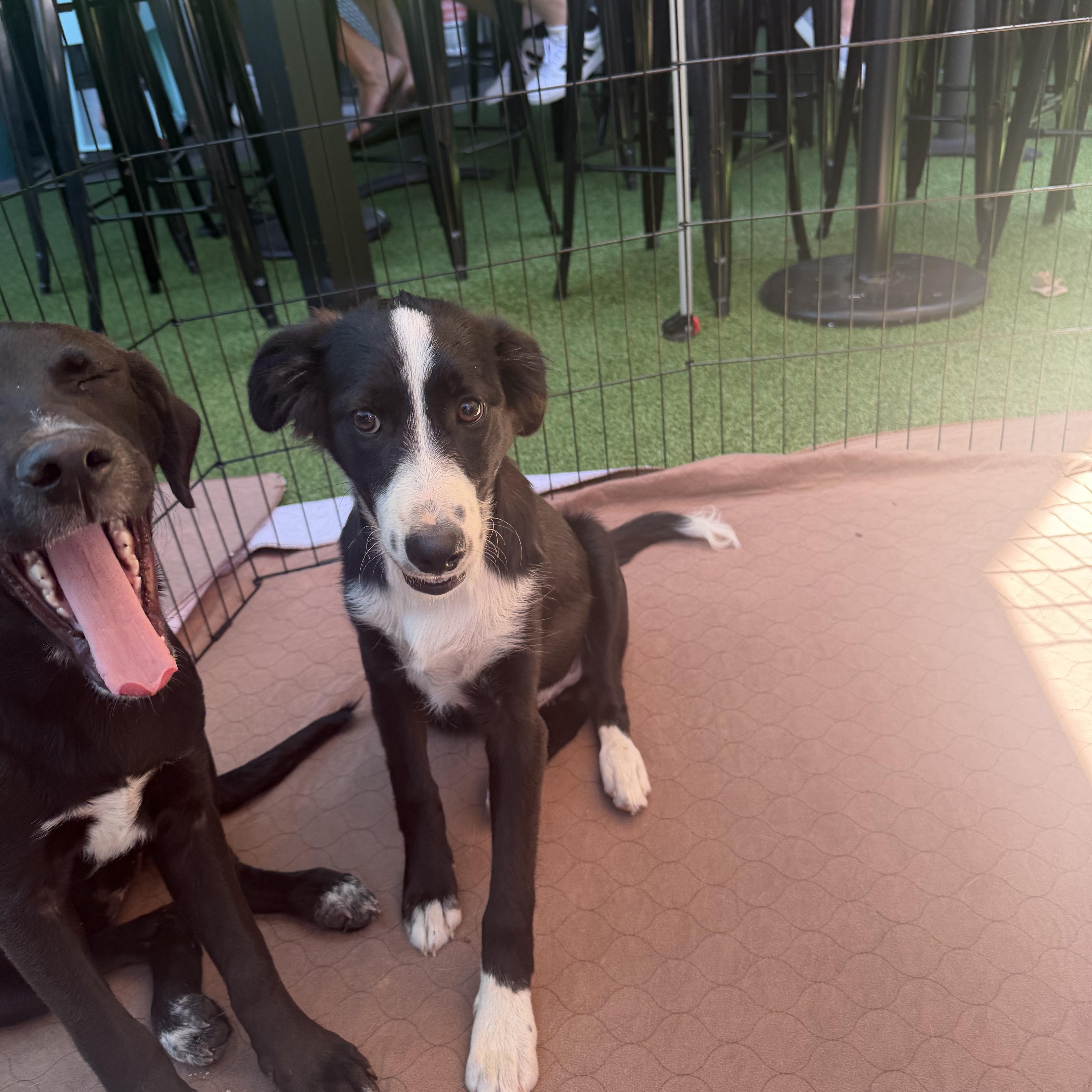 A young medium-sized female Black Border Collie dog named Sailor for adoption in Concord, CA