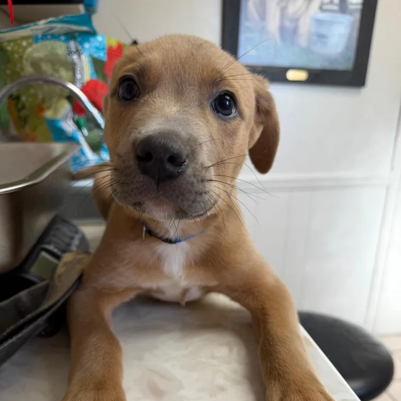 Tuscstray thumbnail 2