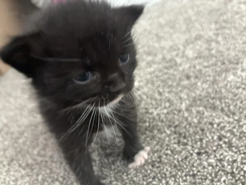 A baby medium-sized female Black Domestic Short Hair cat named McGriddle for adoption in Fruit Heights, UT