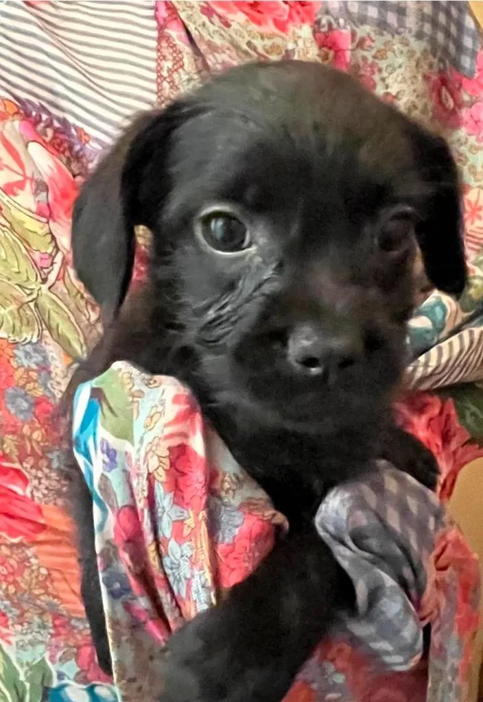 Roxy Rufflebottoms