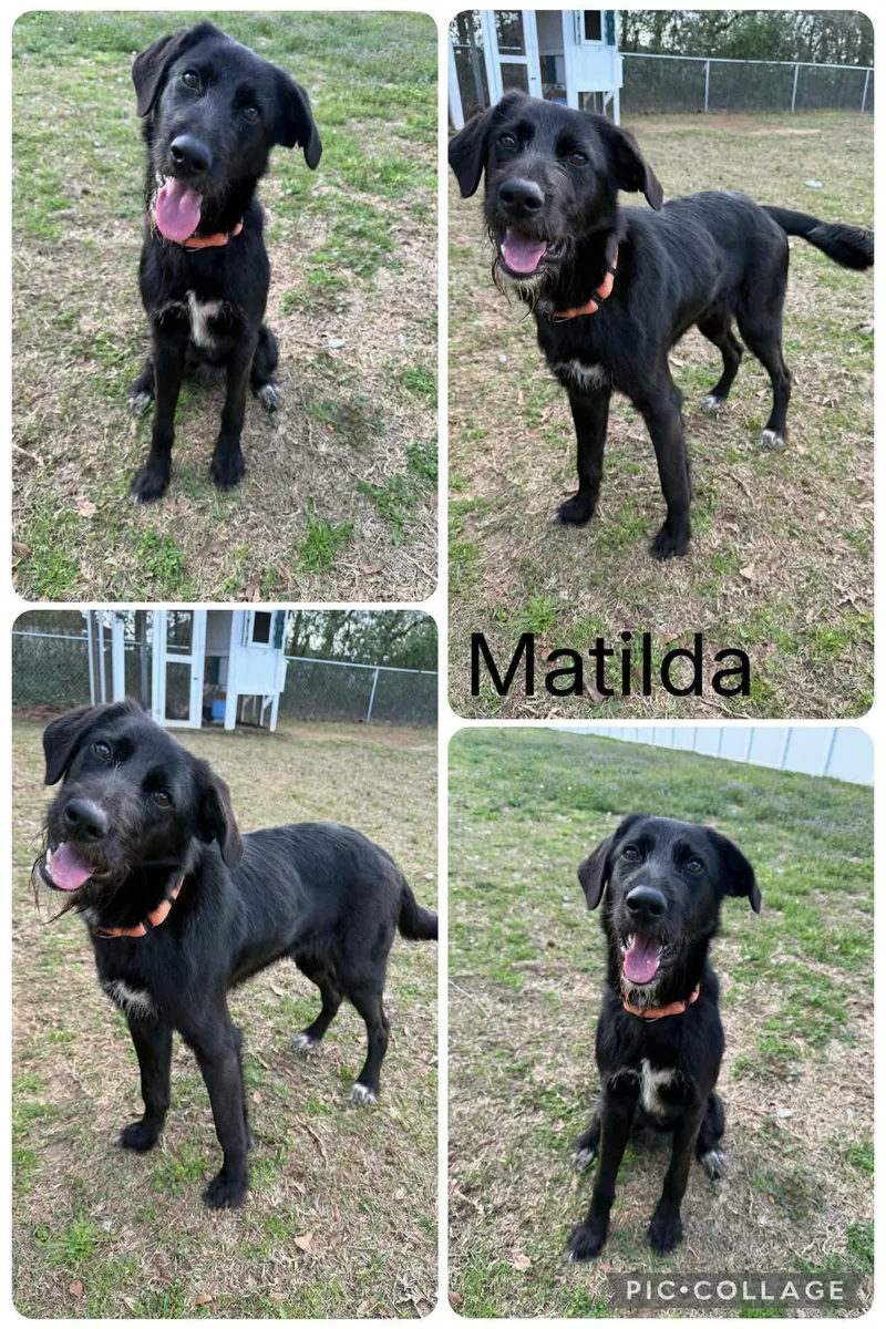 Matilda