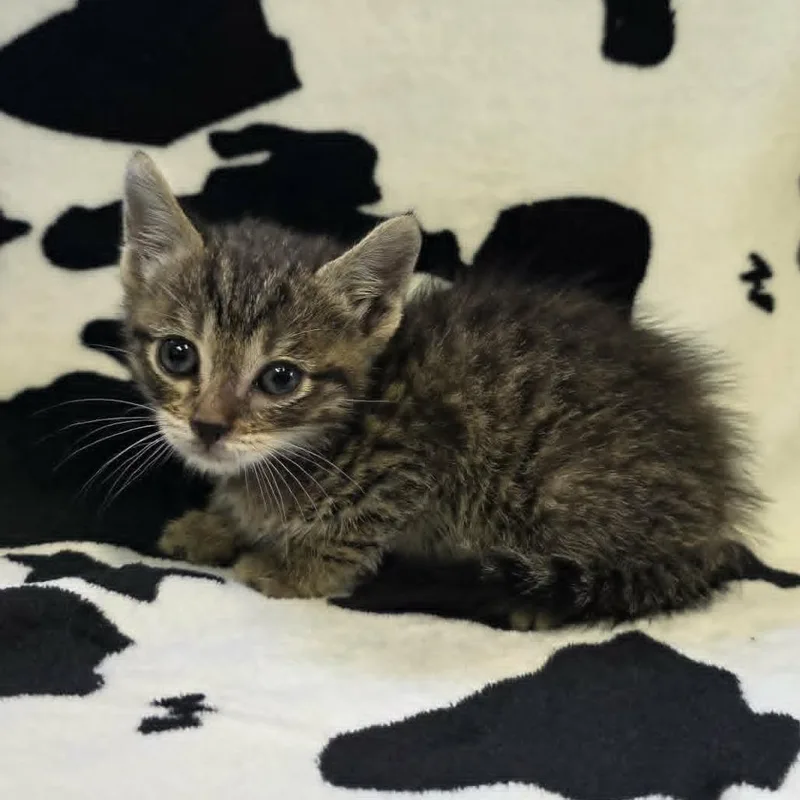 A baby small-sized male Brown / Chocolate Domestic Short Hair cat named Sprout for adoption in Pine Mountain, GA