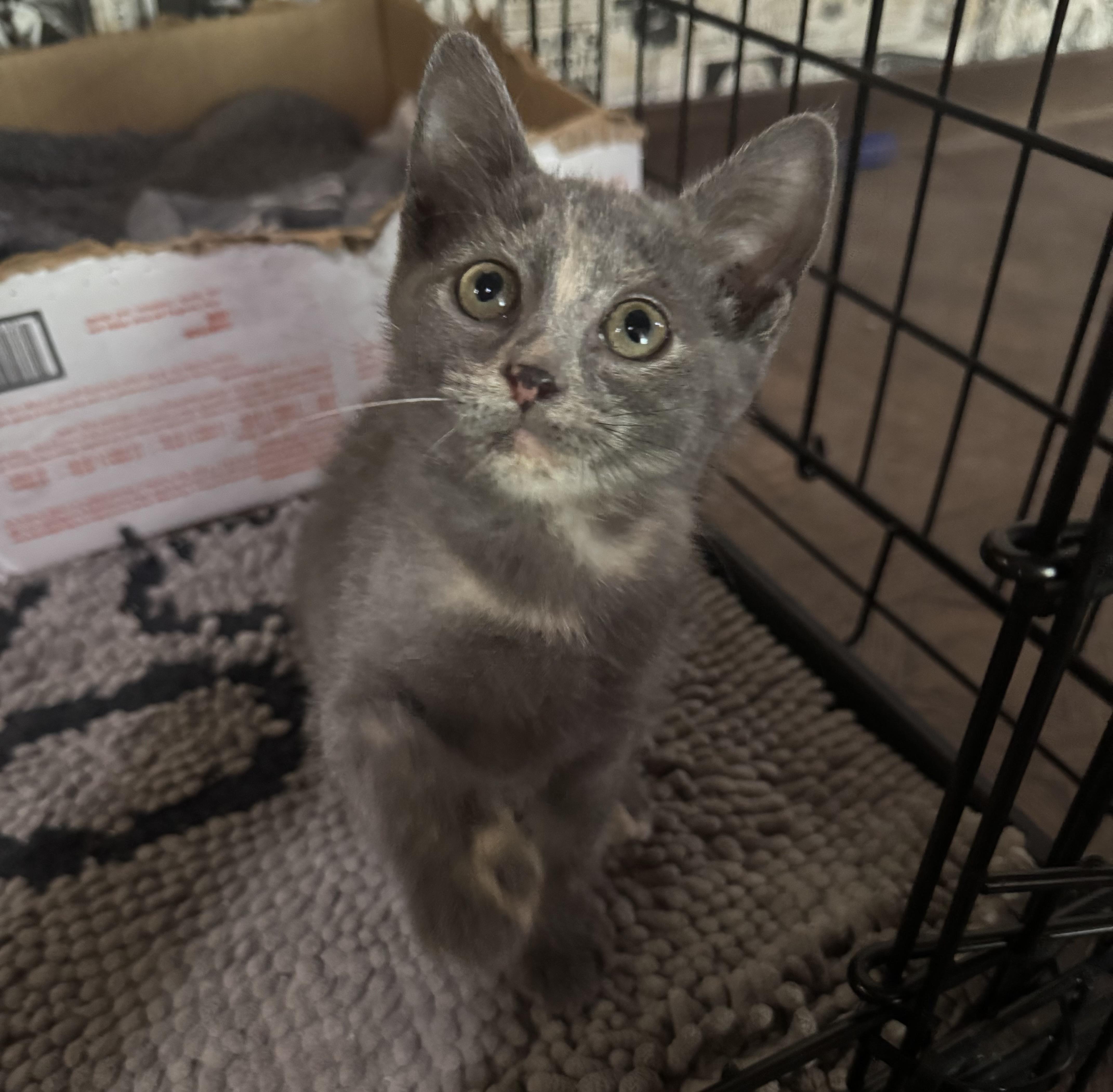 A baby medium-sized female Dilute Tortoiseshell Domestic Short Hair cat named Isla for adoption in China Township, MI