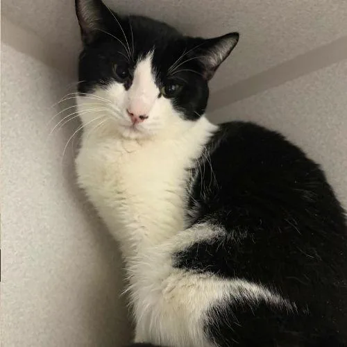 A young medium-sized male Domestic Short Hair cat named Megumi for adoption in Aurora, CO