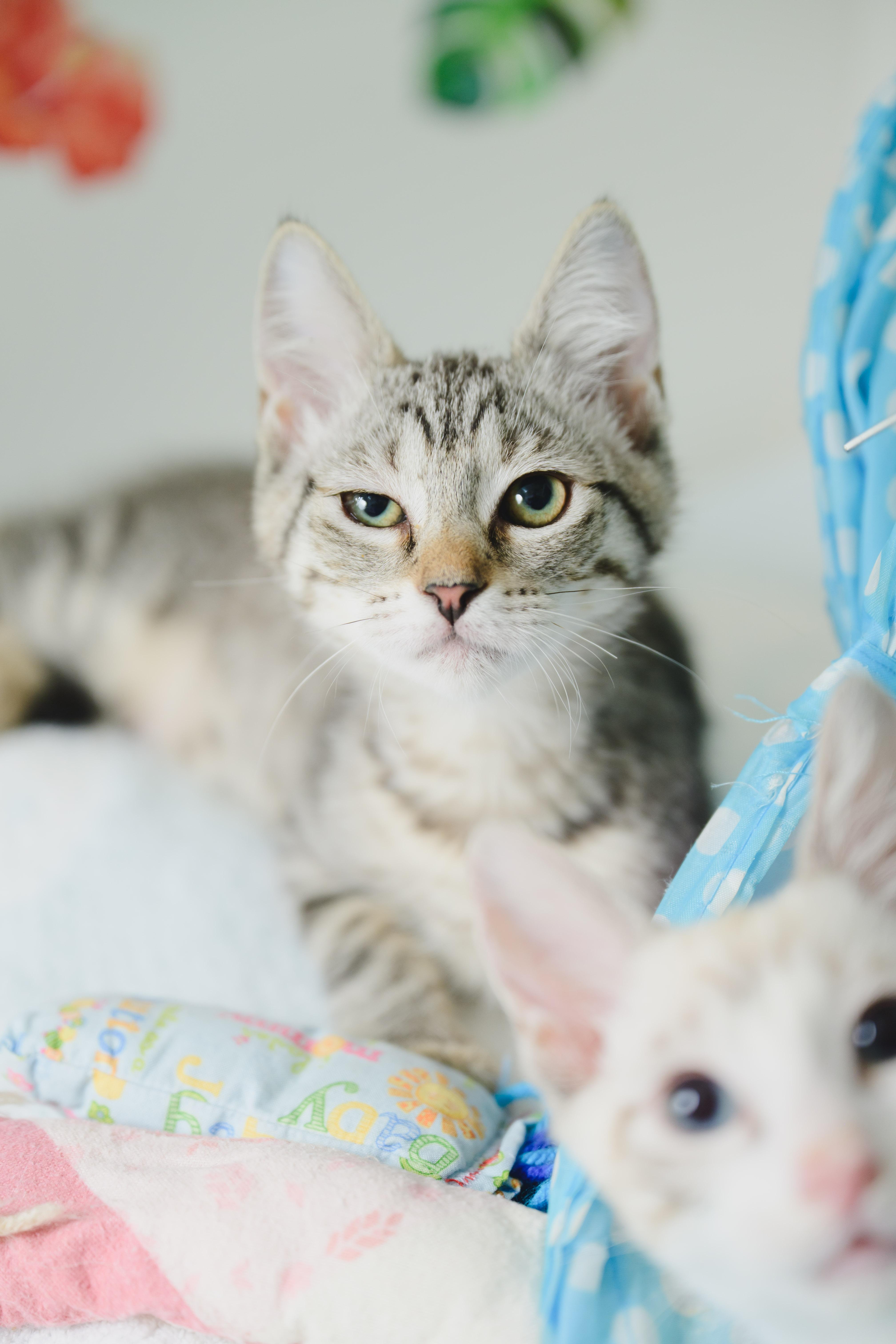 A baby small-sized female Domestic Short Hair cat named Yuki for adoption in Honolulu, HI