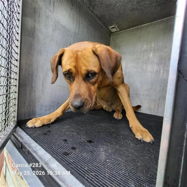 An adult large-sized male Labrador Retriever dog named Buddy for adoption in San Antonio, TX