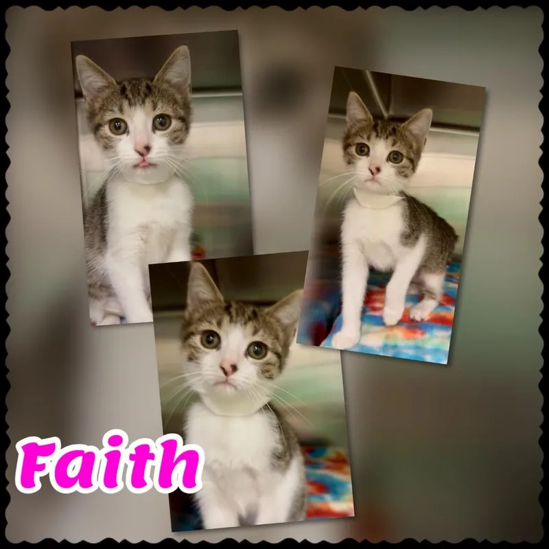 A baby large-sized female Domestic Short Hair cat named Faith for adoption in Blountville, TN