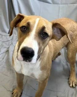 A young medium-sized female Pit Bull Terrier dog named Vivian for adoption in West Memphis, AR