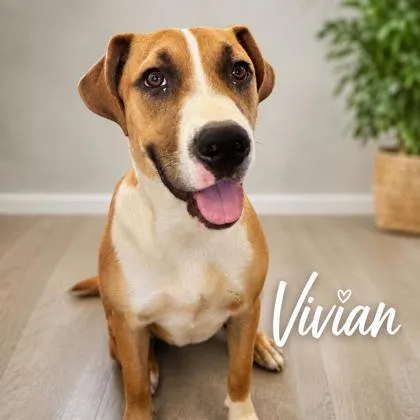 Vivian thumbnail 2
