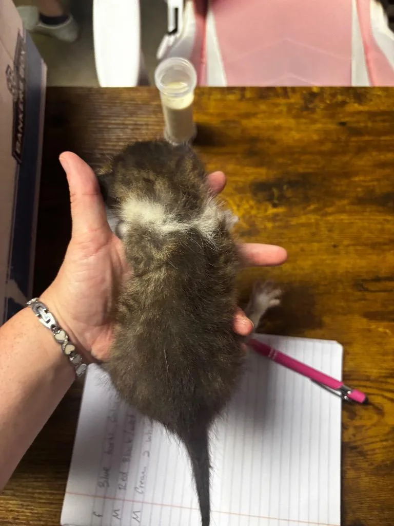 A baby medium-sized male American Shorthair cat named Seagull for adoption in Rockport, TX
