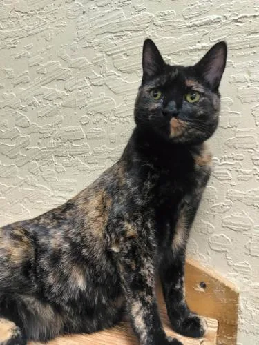 A young medium-sized female Tortoiseshell cat named Amethyst for adoption in Parlier, CA