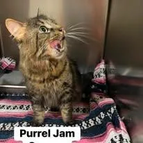 Purrel Jam