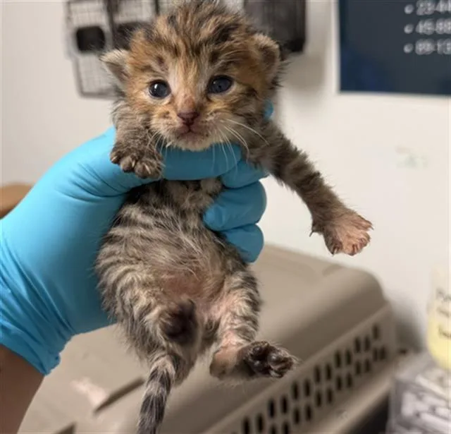A baby small-sized female Domestic Short Hair cat named Daisy for adoption in Bakersfield, CA