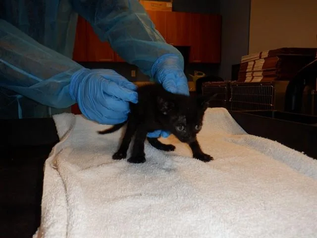 A baby small-sized female Domestic Short Hair cat named Ivy for adoption in San Jose, CA