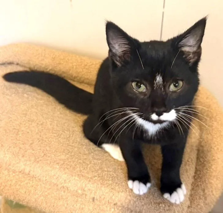 A baby medium-sized male Domestic Short Hair cat named Gus for adoption in Cumberland, ME