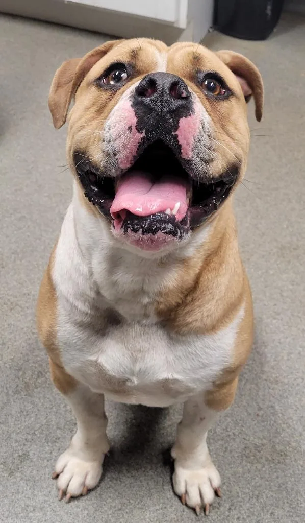 A young large-sized male English Bulldog dog named Bowser for adoption in Hopkinsville, KY