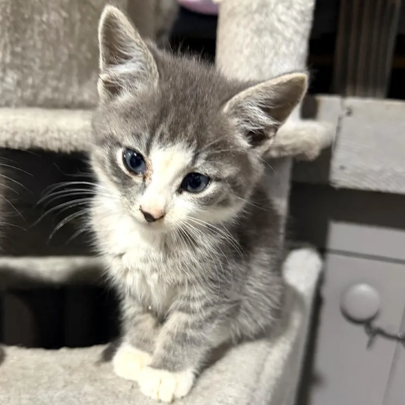 A baby small-sized male Gray / Blue / Silver Domestic Short Hair cat named Alvin for adoption in Albert Lea, MN
