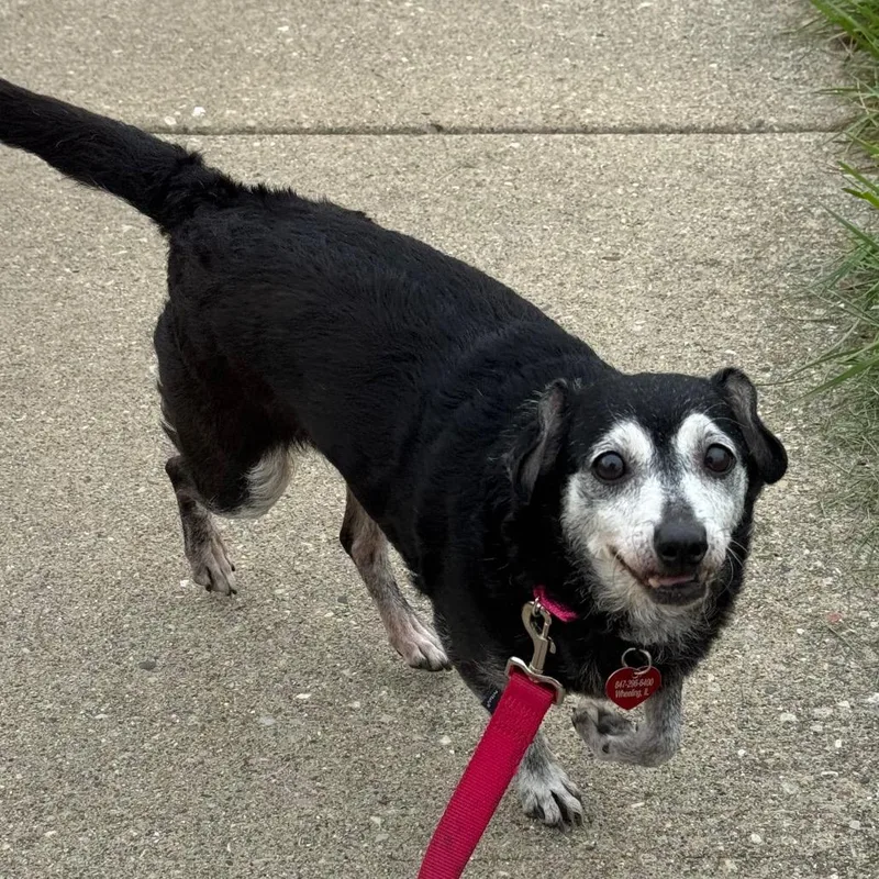 A senior small-sized female Black Chihuahua dog named Frances for adoption in Wheeling, IL