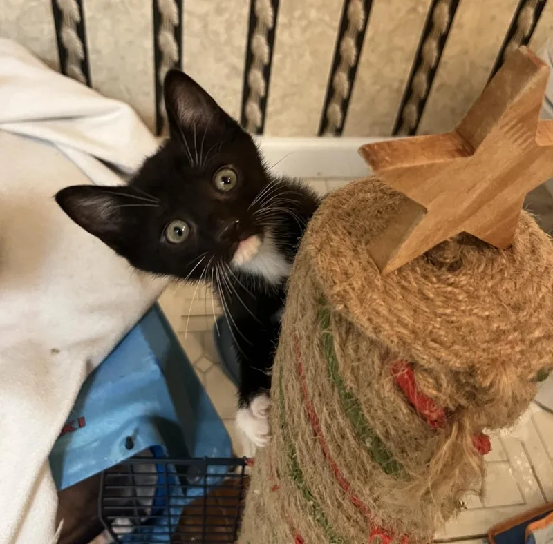 A baby medium-sized male Domestic Short Hair cat named Rowan for adoption in Danielsville, GA