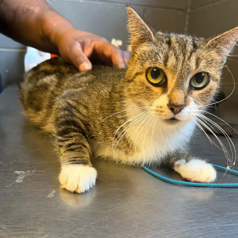 A baby medium-sized female Brown / Chocolate Domestic Short Hair cat named Carla for adoption in Tuscaloosa, AL