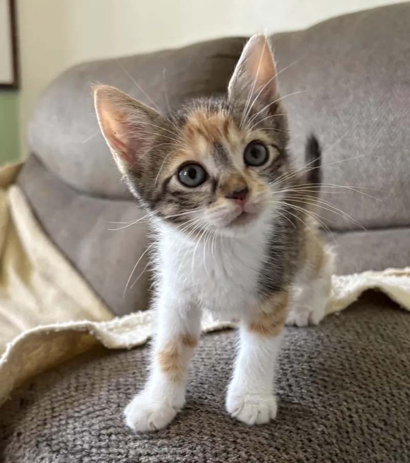 A baby small-sized female Calico Domestic Short Hair cat named Celina for adoption in Aibonito, PR