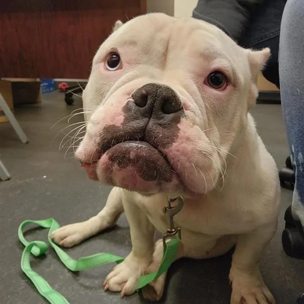 An adult medium-sized female White / Cream Mixed Breed dog named Ilona for adoption in Jacksonville, FL