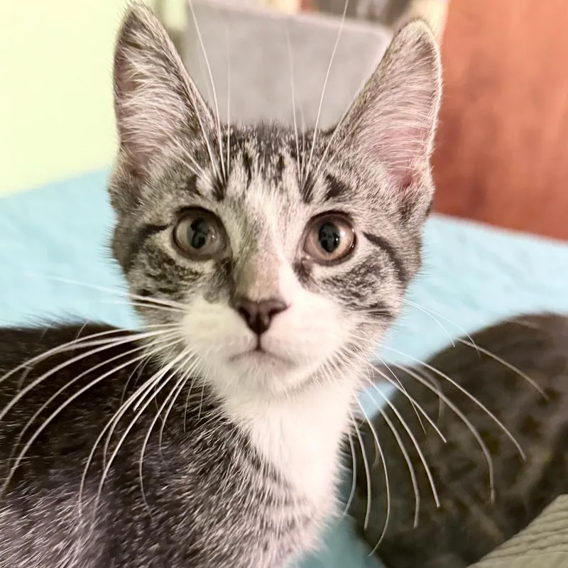 A baby small-sized female Brown / Chocolate Domestic Short Hair cat named Nugget for adoption in Middleton, WI