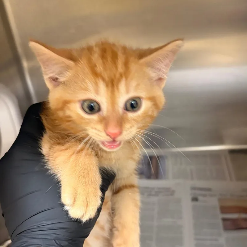 A baby small-sized male Orange / Red Domestic Short Hair cat named Cheeto for adoption in Winston-Salem, NC