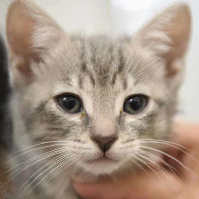 A baby small-sized female Gray / Blue / Silver Domestic Short Hair cat named Pioneer for adoption in Redwood City, CA