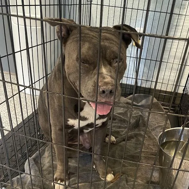 An adult medium-sized male Gray / Blue / Silver Mixed Breed dog named Buddy for adoption in Port Charlotte, FL