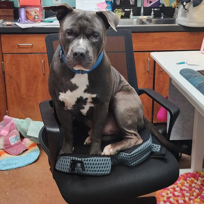 Buddy thumbnail 2