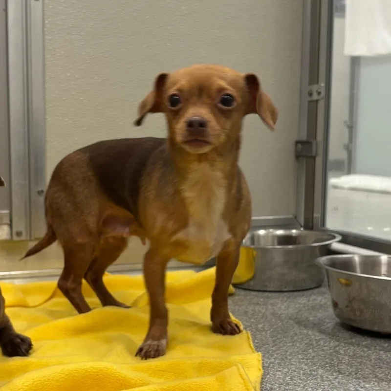 An adult small-sized female Chihuahua dog named Short stack for adoption in Hinsdale, IL