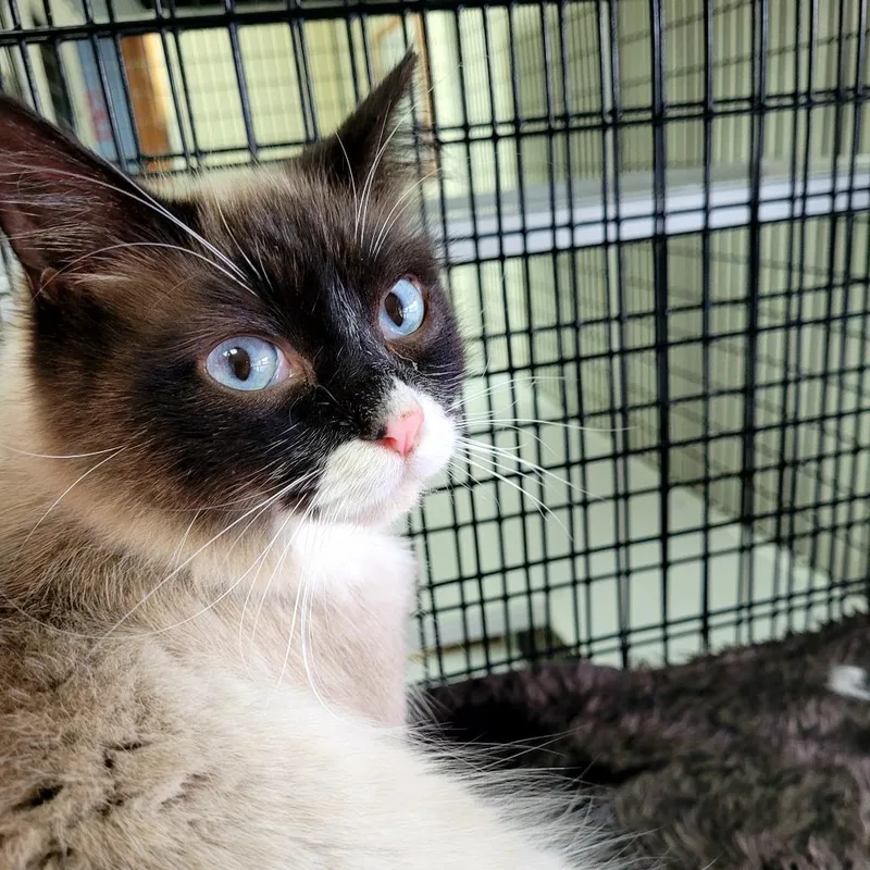 A baby medium-sized female Domestic Medium Hair cat named Josie for adoption in Allyn, WA