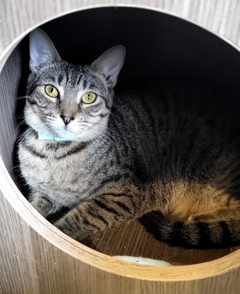 An adult small-sized male Domestic Short Hair cat named Peter for adoption in Aiea, HI