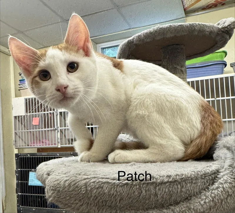 A baby medium-sized male Orange & White Domestic Short Hair cat named Patch for adoption in Ulster, PA