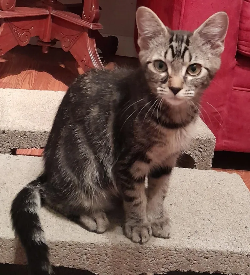 A baby medium-sized female Tabby (Gray / Blue / Silver) Domestic Short Hair cat named Eden for adoption in Silverton, OR