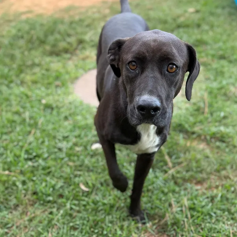 An adult medium-sized male Black Labrador Retriever dog named Husdon for adoption in Summerdale, AL