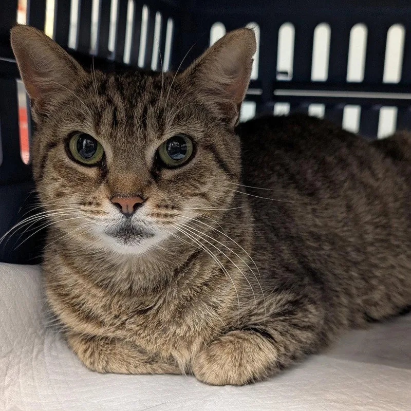 A young medium-sized female Domestic Short Hair cat named Lulabelle for adoption in New Castle, DE
